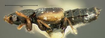Media type: image;   Entomology 6544 Aspect: habitus lateral view
